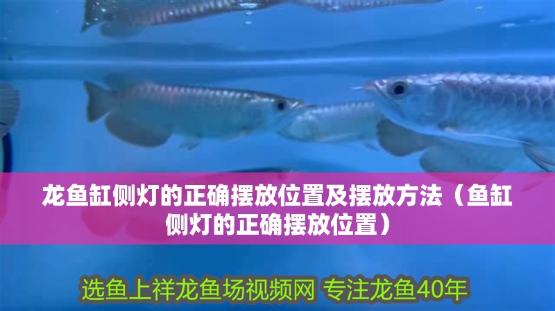 龍魚缸側(cè)燈的正確擺放位置及擺放方法（魚缸側(cè)燈的正確擺放位置）