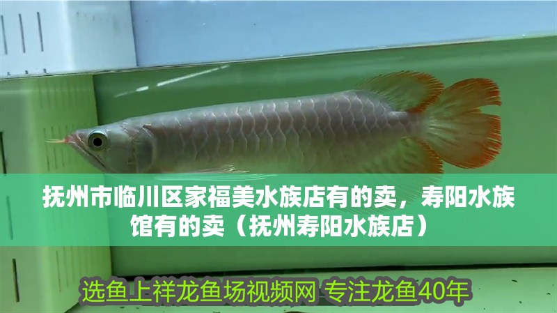 撫州市臨川區家福美水族店有的賣，壽陽水族館有的賣（撫州壽陽水族店）