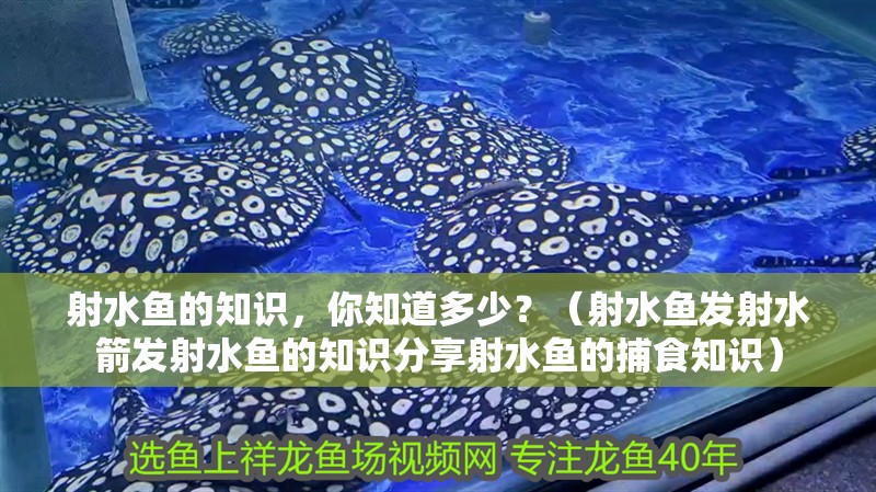 射水魚(yú)的知識(shí)，你知道多少？（射水魚(yú)發(fā)射水箭發(fā)射水魚(yú)的知識(shí)分享射水魚(yú)的捕食知識(shí)）