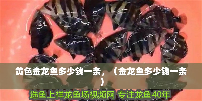 黃色金龍魚多少錢一條，（金龍魚多少錢一條）