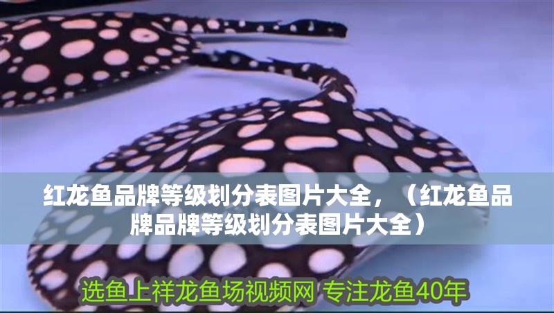 紅龍魚品牌等級劃分表圖片大全，（紅龍魚品牌品牌等級劃分表圖片大全）
