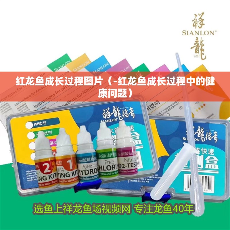 紅龍魚(yú)成長(zhǎng)過(guò)程圖片（-紅龍魚(yú)成長(zhǎng)過(guò)程中的健康問(wèn)題）