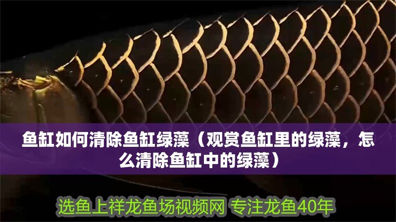 魚缸如何清除魚缸綠藻（觀賞魚缸里的綠藻，怎么清除魚缸中的綠藻）