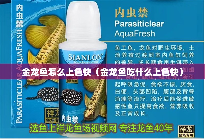 金龍魚怎么上色快（金龍魚吃什么上色快）