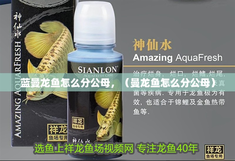 藍曼龍魚怎么分公母，（曼龍魚怎么分公母）