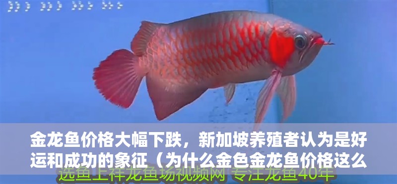 金龍魚價格大幅下跌，新加坡養(yǎng)殖者認(rèn)為是好運和成功的象征（為什么金色金龍魚價格這么貴？）