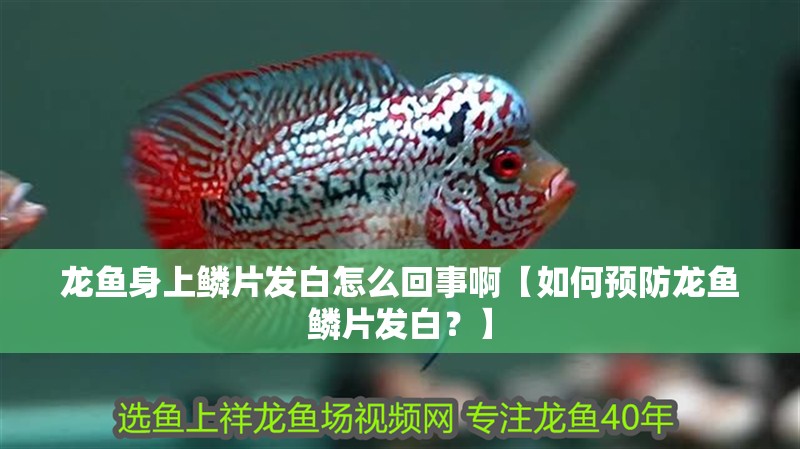 龍魚身上鱗片發白怎么回事啊【如何預防龍魚鱗片發白？】