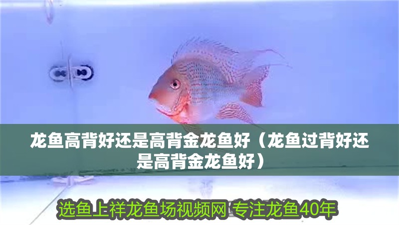 龍魚高背好還是高背金龍魚好（龍魚過背好還是高背金龍魚好）
