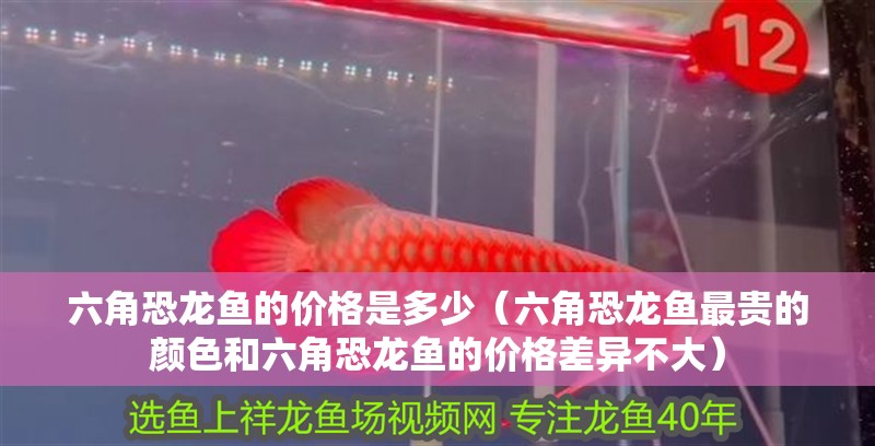 六角恐龍魚的價格是多少（六角恐龍魚最貴的顏色和六角恐龍魚的價格差異不大）