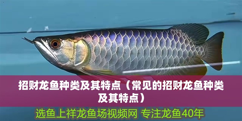 招財龍魚種類及其特點（常見的招財龍魚種類及其特點）