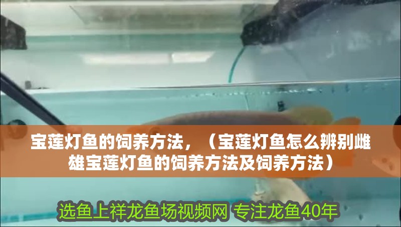 寶蓮燈魚的飼養方法，（寶蓮燈魚怎么辨別雌雄寶蓮燈魚的飼養方法及飼養方法）