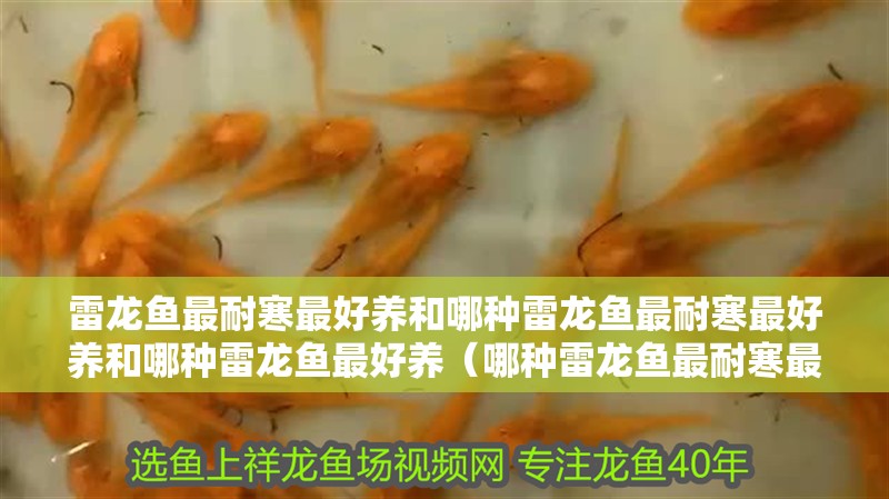 雷龍魚最耐寒最好養(yǎng)和哪種雷龍魚最耐寒最好養(yǎng)和哪種雷龍魚最好養(yǎng)（哪種雷龍魚最耐寒最好養(yǎng)）
