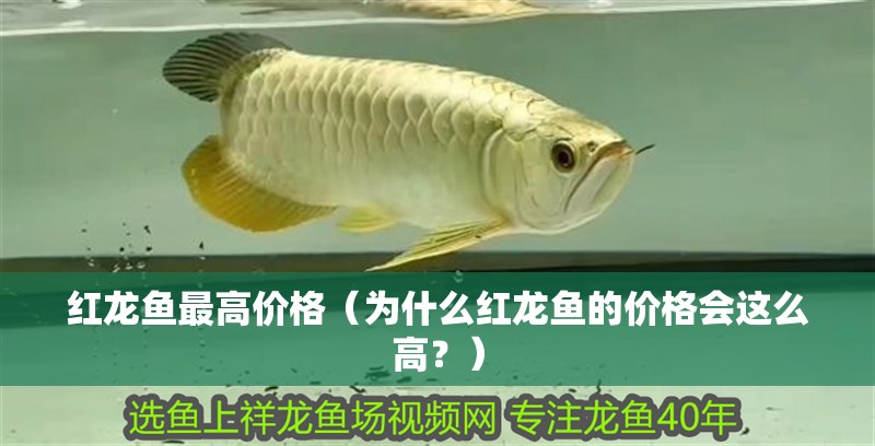 紅龍魚最高價格（為什么紅龍魚的價格會這么高？）