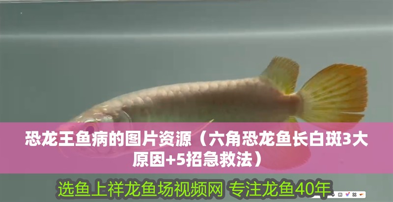 恐龍王魚病的圖片資源（六角恐龍魚長白斑3大原因+5招急救法）