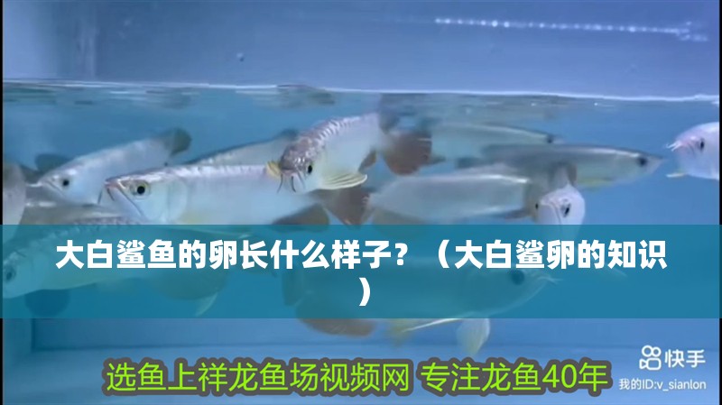 大白鯊魚的卵長什么樣子？（大白鯊卵的知識(shí)）