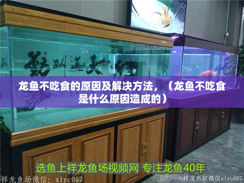 龍魚不吃食的原因及解決方法，（龍魚不吃食是什么原因造成的） 龍魚不吃食的原因及解決方法，（龍魚不吃食是什么原因造成的） 觀賞魚百科 第2張