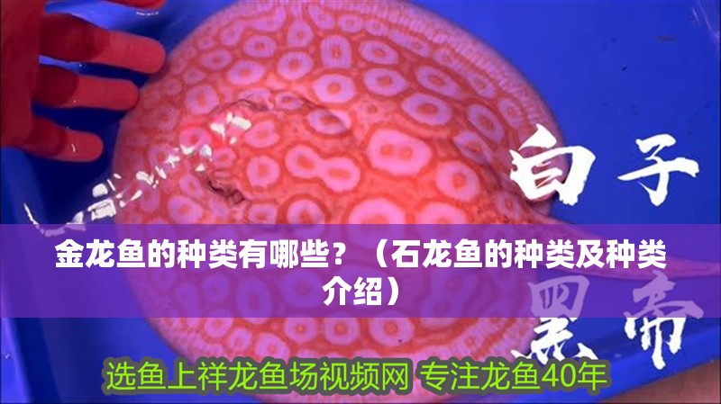 金龍魚(yú)的種類有哪些？（石龍魚(yú)的種類及種類介紹）