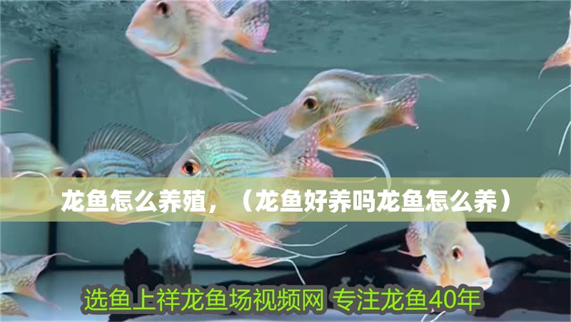 龍魚怎么養(yǎng)殖，（龍魚好養(yǎng)嗎龍魚怎么養(yǎng)）