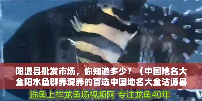 陽源縣批發市場，你知道多少？（中國地名大全陽水魚群養混養的首選中國地名大全沽源縣）