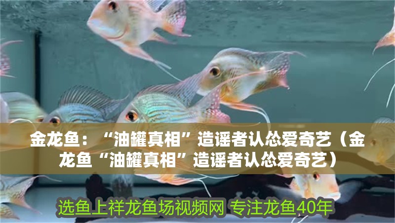 金龍魚：“油罐真相”造謠者認慫愛奇藝（金龍魚“油罐真相”造謠者認慫愛奇藝）