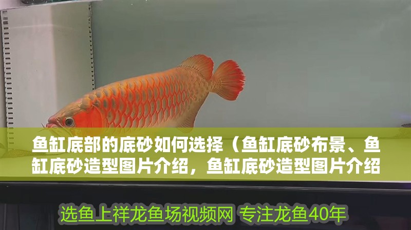 魚缸底部的底砂如何選擇（魚缸底砂布景、魚缸底砂造型圖片介紹，魚缸底砂造型圖片介紹）