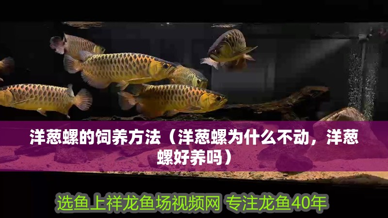 洋蔥螺的飼養(yǎng)方法（洋蔥螺為什么不動，洋蔥螺好養(yǎng)嗎）