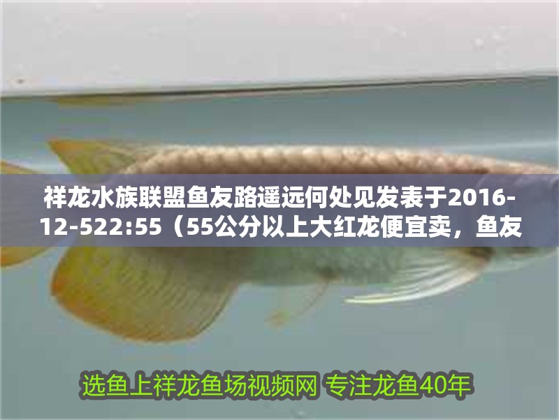 祥龍水族聯盟魚友路遙遠何處見發表于2016-12-522:55（55公分以上大紅龍便宜賣，魚友路遙遠何處見發表）