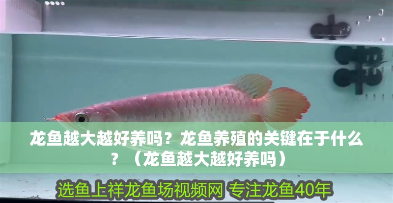龍魚越大越好養(yǎng)嗎？龍魚養(yǎng)殖的關(guān)鍵在于什么？（龍魚越大越好養(yǎng)嗎）