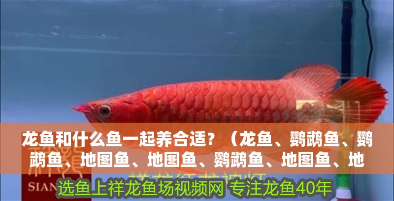 龍魚和什么魚一起養(yǎng)合適？（龍魚、鸚鵡魚、鸚鵡魚、地圖魚、地圖魚、鸚鵡魚、地圖魚、地圖魚）