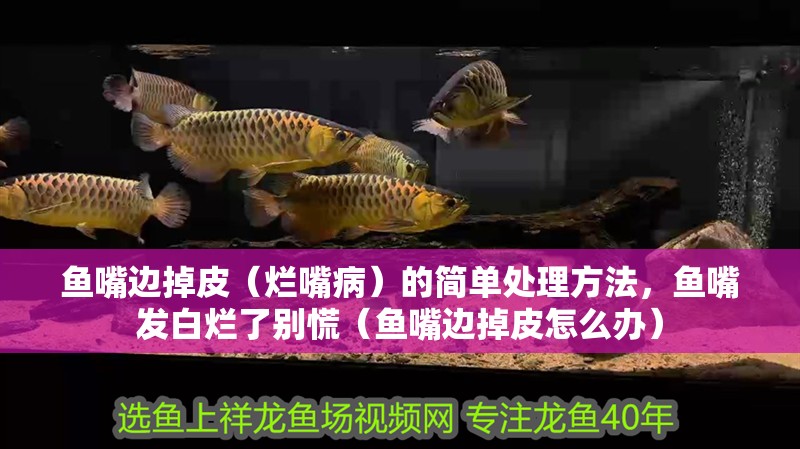 魚嘴邊掉皮(爛嘴病)的簡單處理方法,魚嘴發白爛了別慌(魚嘴邊掉皮怎么辦)