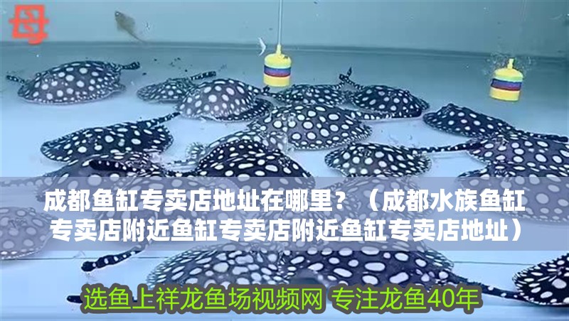成都魚缸專賣店地址在哪里？（成都水族魚缸專賣店附近魚缸專賣店附近魚缸專賣店地址）