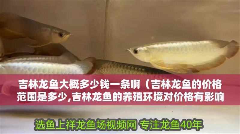 吉林龍魚大概多少錢一條啊（吉林龍魚的價格范圍是多少,吉林龍魚的養殖環境對價格有影響嗎）