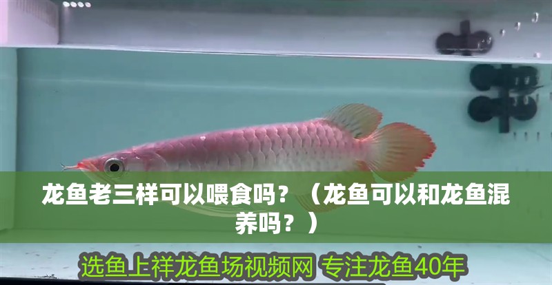 龍魚老三樣可以喂食嗎？（龍魚可以和龍魚混養(yǎng)嗎？）