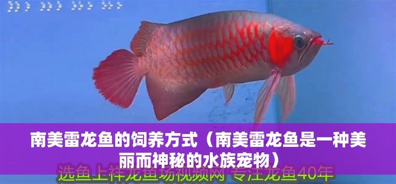 南美雷龍魚的飼養方式（南美雷龍魚是一種美麗而神秘的水族寵物）