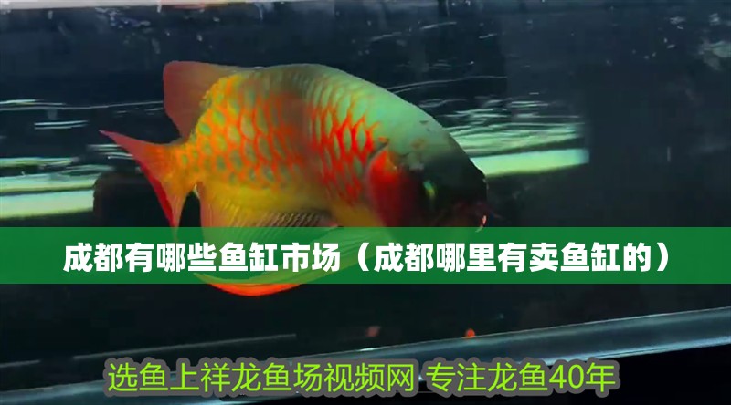 成都有哪些魚缸市場（成都哪里有賣魚缸的）