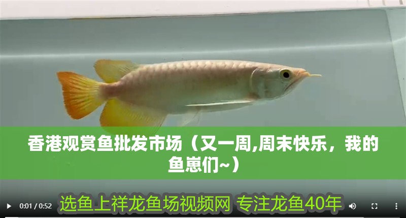 香港觀賞魚批發(fā)市場(chǎng)（又一周,周末快樂(lè)，我的魚崽們~）