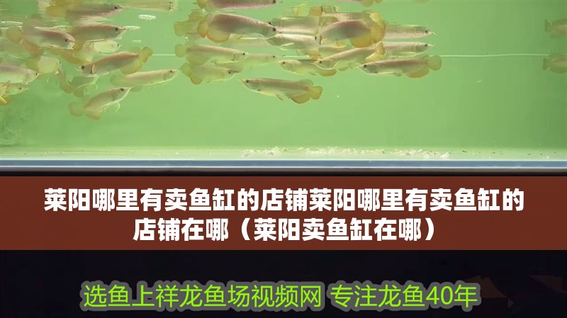 萊陽哪里有賣魚缸的店鋪萊陽哪里有賣魚缸的店鋪在哪（萊陽賣魚缸在哪）