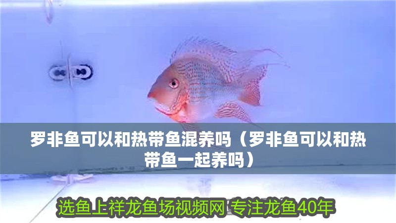 羅非魚可以和熱帶魚混養(yǎng)嗎（羅非魚可以和熱帶魚一起養(yǎng)嗎）