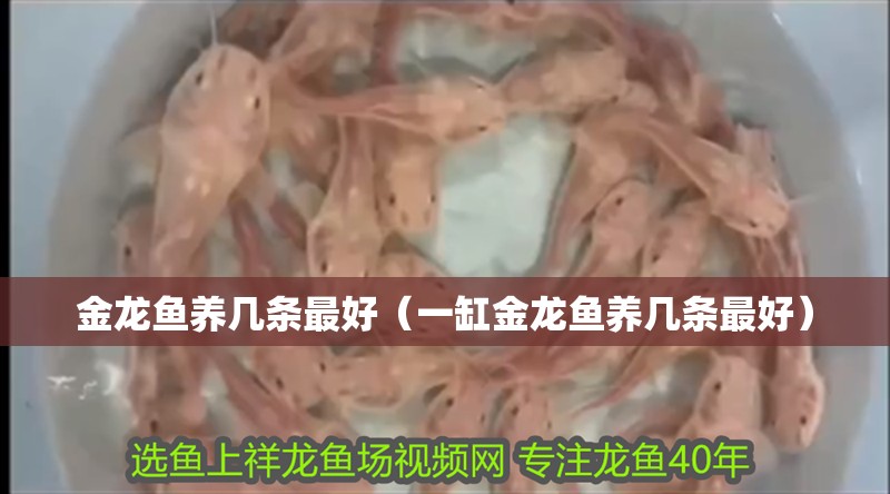 金龍魚養幾條最好（一缸金龍魚養幾條最好）