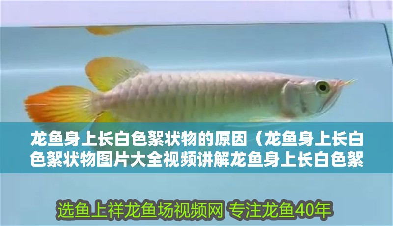 龍魚身上長白色絮狀物的原因（龍魚身上長白色絮狀物圖片大全視頻講解龍魚身上長白色絮狀物的原因）
