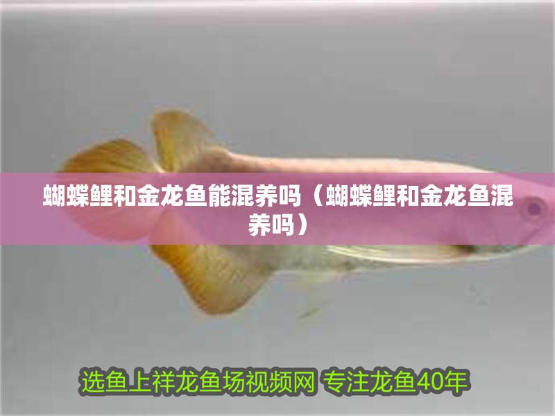 蝴蝶鯉和金龍魚能混養(yǎng)嗎（蝴蝶鯉和金龍魚混養(yǎng)嗎）