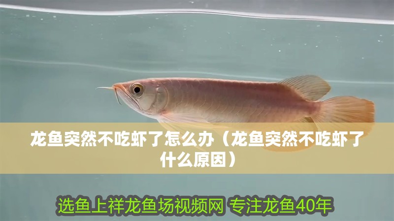 龍魚突然不吃蝦了怎么辦（龍魚突然不吃蝦了什么原因）