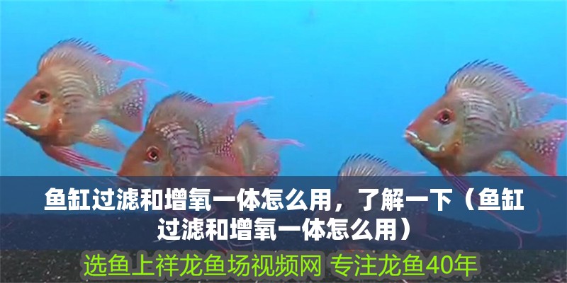 魚缸過濾和增氧一體怎么用，了解一下（魚缸過濾和增氧一體怎么用）