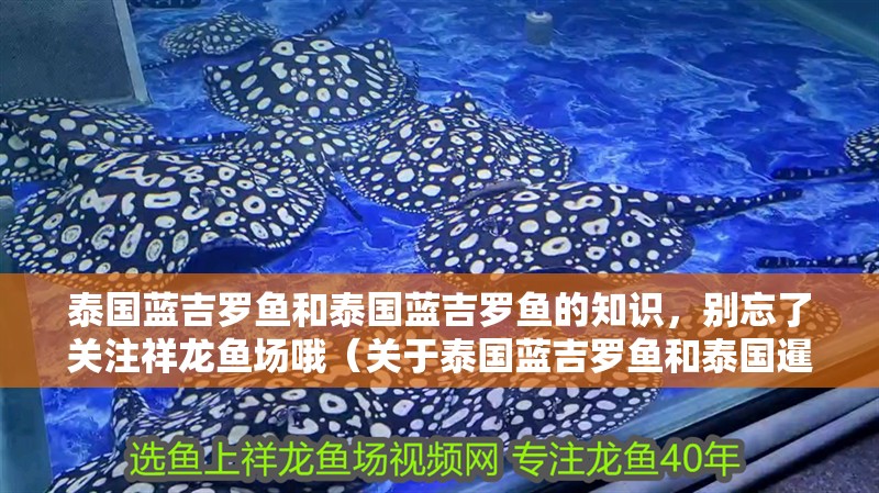 泰國藍(lán)吉羅魚和泰國藍(lán)吉羅魚的知識，別忘了關(guān)注祥龍魚場哦（關(guān)于泰國藍(lán)吉羅魚和泰國暹羅魚的介紹）