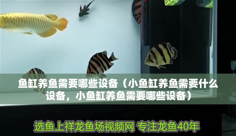 魚缸養魚需要哪些設備（小魚缸養魚需要什么設備，小魚缸養魚需要哪些設備）
