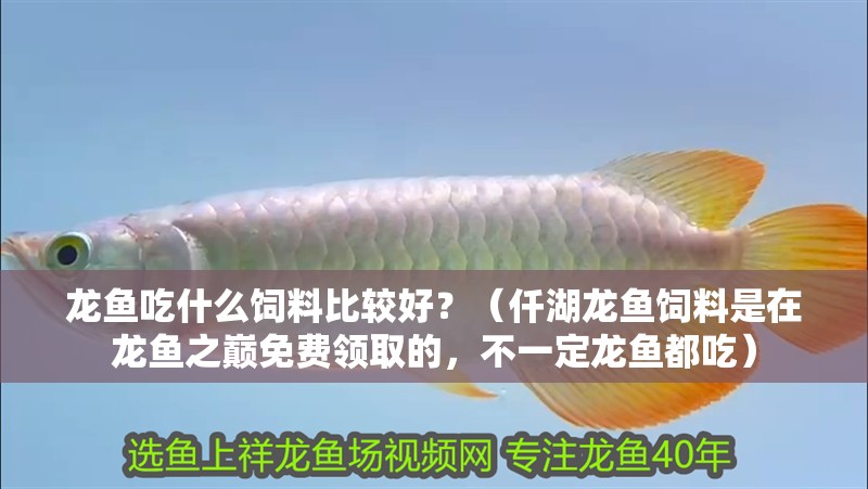 龍魚吃什么飼料比較好？（仟湖龍魚飼料是在龍魚之巔免費領取的，不一定龍魚都吃）