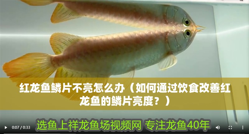 紅龍魚鱗片不亮怎么辦（如何通過飲食改善紅龍魚的鱗片亮度？）