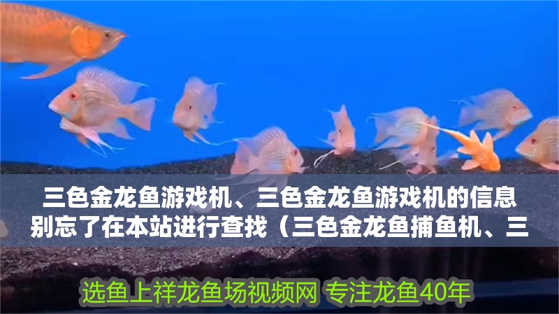 三色金龍魚游戲機、三色金龍魚游戲機的信息別忘了在本站進行查找（三色金龍魚捕魚機、三色金龍魚游戲機的介紹）