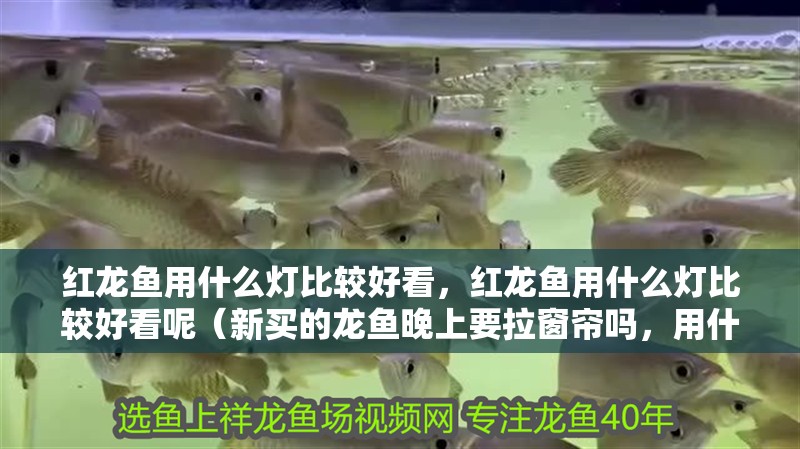 紅龍魚用什么燈比較好看，紅龍魚用什么燈比較好看呢（新買的龍魚晚上要拉窗簾嗎，用什么好燈比較好看）