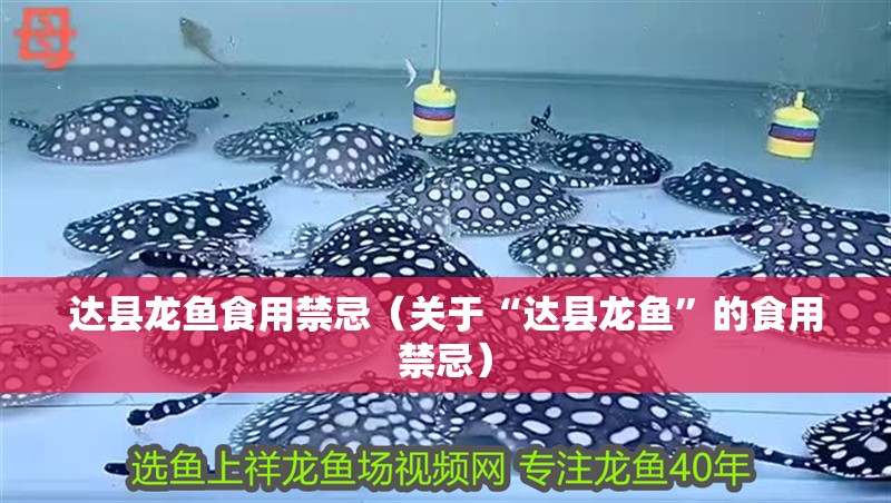 達縣龍魚食用禁忌（關于“達縣龍魚”的食用禁忌）